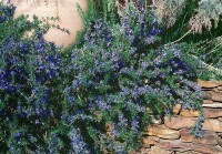 Rosmarinus officinalis Corsican Blue 9 cm Topf -...
