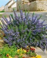 Rosmarinus officinalis Corsican Blue 9 cm Topf - Größe nach Saison