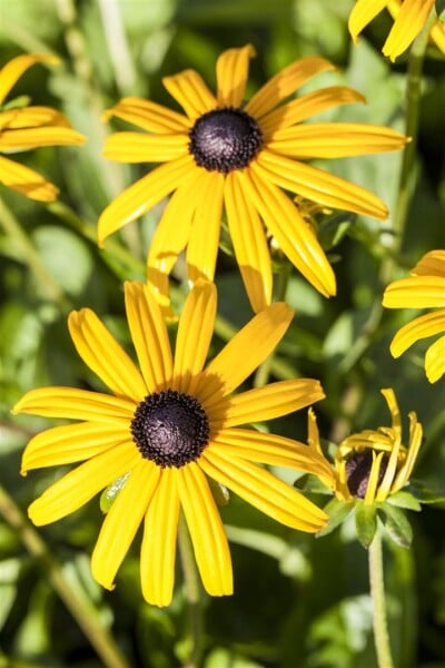 Rudbeckia fulgida Goldsturm 9 cm Topf - Größe nach Saison