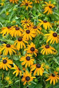 Rudbeckia fulgida Goldsturm 9 cm Topf - Größe nach Saison