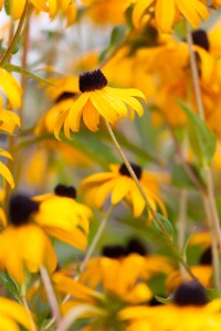 Rudbeckia fulgida Goldsturm 9 cm Topf - Größe nach Saison