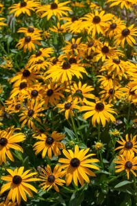 Rudbeckia fulgida Goldsturm 9 cm Topf - Größe nach Saison