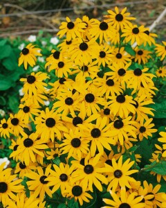 Rudbeckia fulgida Goldsturm 9 cm Topf - Größe nach Saison