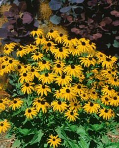 Rudbeckia fulgida Goldsturm 9 cm Topf - Größe nach Saison