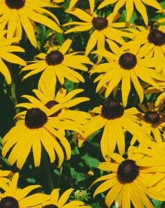 Rudbeckia fulgida Goldsturm 9 cm Topf - Größe nach Saison