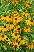 Rudbeckia fulgida Goldsturm 9 cm Topf - Größe nach Saison