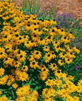 Rudbeckia fulgida Goldsturm 9 cm Topf - Größe nach Saison