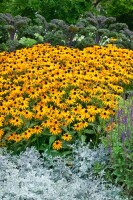 Rudbeckia fulgida Goldsturm 9 cm Topf - Größe nach Saison