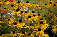 Rudbeckia fulgida Goldsturm 9 cm Topf - Größe nach Saison