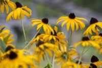 Rudbeckia fulgida Goldsturm 9 cm Topf - Größe nach Saison