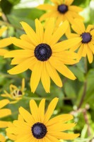 Rudbeckia fulgida Goldsturm 9 cm Topf - Größe nach Saison