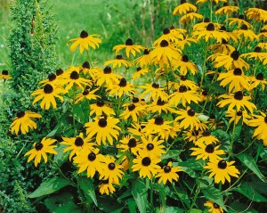 Rudbeckia fulgida sullivantii Goldsturm 9 cm Topf - Größe nach Saison