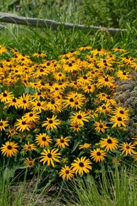 Rudbeckia fulgida sullivantii Goldsturm 9 cm Topf - Größe nach Saison