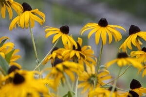 Rudbeckia fulgida sullivantii Goldsturm 9 cm Topf - Größe nach Saison