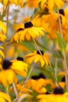 Rudbeckia fulgida sullivantii Goldsturm 9 cm Topf - Größe nach Saison