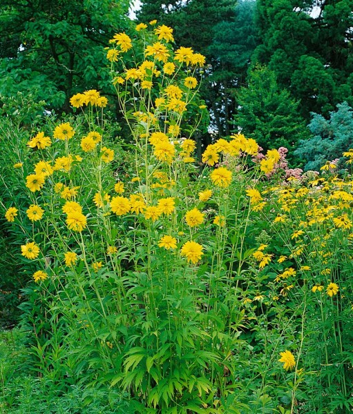 Rudbeckia laciniata Goldquelle 11 cm Topf - Größe nach Saison