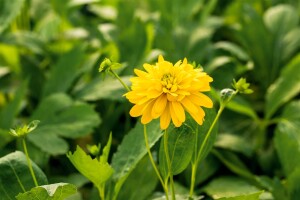 Rudbeckia laciniata Goldquelle 11 cm Topf - Größe nach Saison