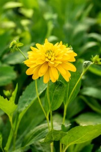 Rudbeckia laciniata Goldquelle 11 cm Topf - Größe nach Saison