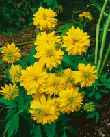 Rudbeckia laciniata Goldquelle 11 cm Topf - Größe nach Saison