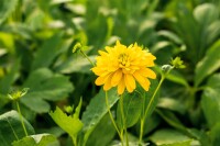 Rudbeckia laciniata Goldquelle 11 cm Topf - Größe nach Saison