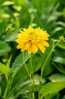 Rudbeckia laciniata Goldquelle 11 cm Topf - Größe nach Saison