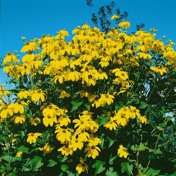 Rudbeckia maxima 9 cm Topf - Größe nach Saison