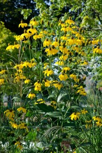 Rudbeckia maxima 9 cm Topf - Größe nach Saison