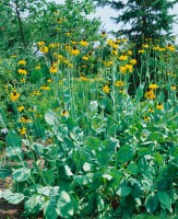 Rudbeckia maxima 9 cm Topf - Größe nach Saison