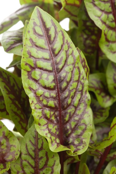 Rumex sanguineus 9 cm Topf - Größe nach Saison