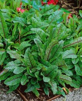 Rumex sanguineus 9 cm Topf - Größe nach Saison