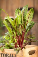 Rumex sanguineus 9 cm Topf - Größe nach Saison