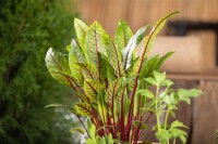 Rumex sanguineus 9 cm Topf - Größe nach Saison