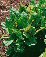 Rumex sanguineus 9 cm Topf - Größe nach Saison