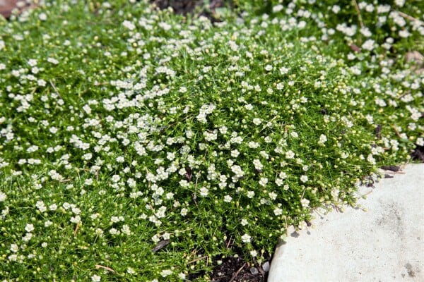 Sagina subulata 9 cm Topf - Größe nach Saison