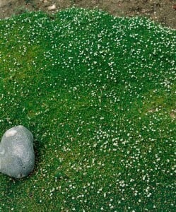 Sagina subulata 9 cm Topf - Größe nach Saison