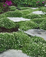 Sagina subulata 9 cm Topf - Größe nach Saison