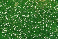 Sagina subulata 9 cm Topf - Größe nach Saison