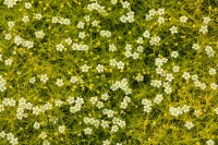 Sagina subulata Aurea 9 cm Topf - Größe nach Saison