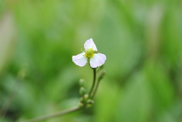 Sagittaria sagittifolia ssp.sagittifolia 9 cm Topf - Größe nach Saison