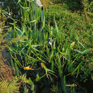 Sagittaria sagittifolia ssp.sagittifolia 9 cm Topf - Größe nach Saison