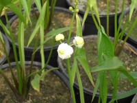 Sagittaria sagittifolia ssp.sagittifolia 9 cm Topf - Größe nach Saison