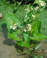 Sagittaria sagittifolia ssp.sagittifolia 9 cm Topf - Größe nach Saison