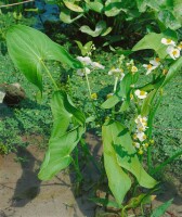 Sagittaria sagittifolia ssp.sagittifolia 9 cm Topf - Größe nach Saison