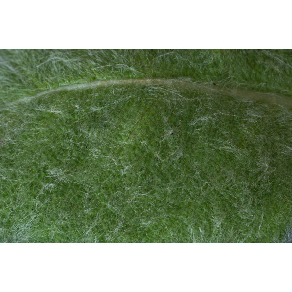 Salvia argentea P 0,5