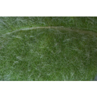 Salvia argentea 9 cm Topf - Größe nach Saison