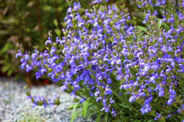 Salvia lavandulifolia 9 cm Topf - Größe nach Saison