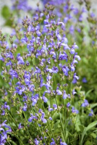 Salvia lavandulifolia 9 cm Topf - Größe nach Saison