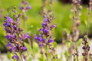 Salvia lavandulifolia 9 cm Topf - Größe nach Saison