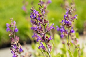 Salvia lavandulifolia 9 cm Topf - Größe nach Saison