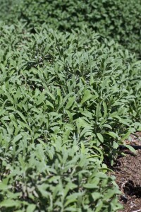 Salvia lavandulifolia 9 cm Topf - Größe nach Saison